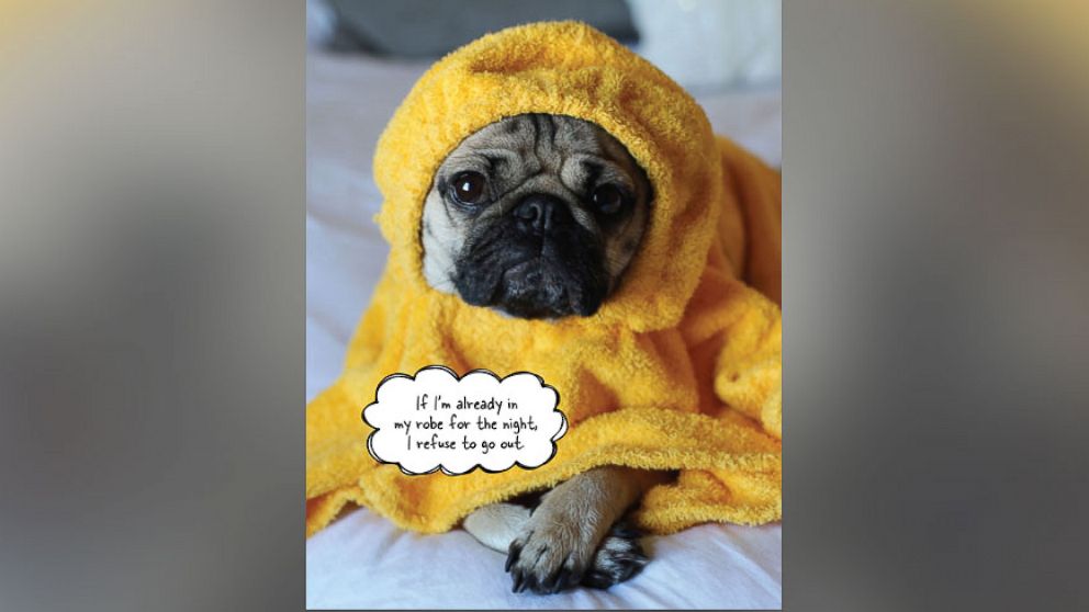 PHOTO: Image from the new book, "Doug the Pug: King of Pop Culture." The canine Instagram star appeared on "GMA" on Halloween to show off his costumes and promote his new book.