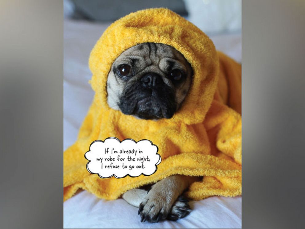 PHOTO: Image from the new book, "Doug the Pug: King of Pop Culture." The canine Instagram star appeared on "GMA" on Halloween to show off his costumes and promote his new book.