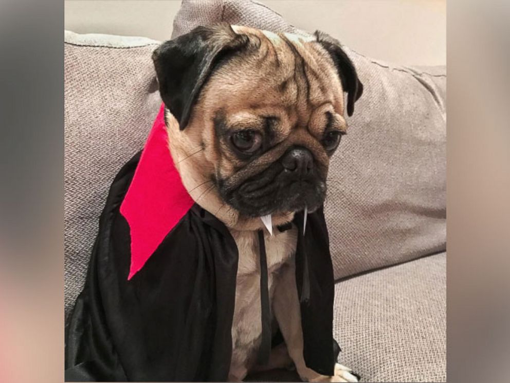 PHOTO: Doug the Pug is an Instagram star. He appeared on "GMA" on Halloween to show off his costumes and promote his new book, "Doug the Pug: King of Pop Culture."