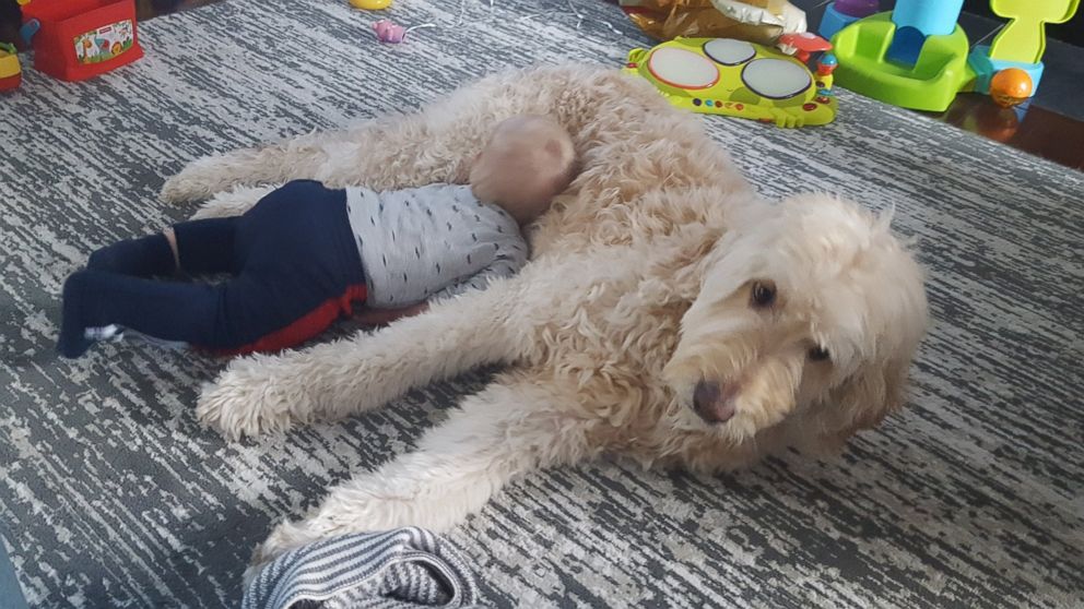 PHOTO: Little 11-month-old Oliver Whitlow and his fluffy, patient Goldendoodle Leo are best friends.