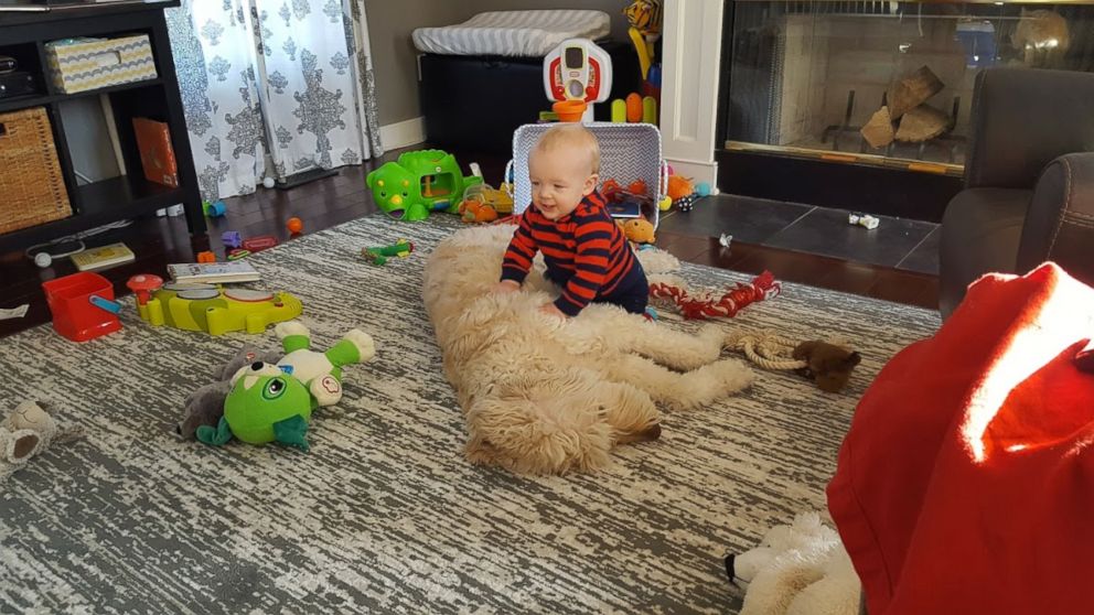 PHOTO: Little 11-month-old Oliver Whitlow and his fluffy, patient Goldendoodle Leo are best friends.