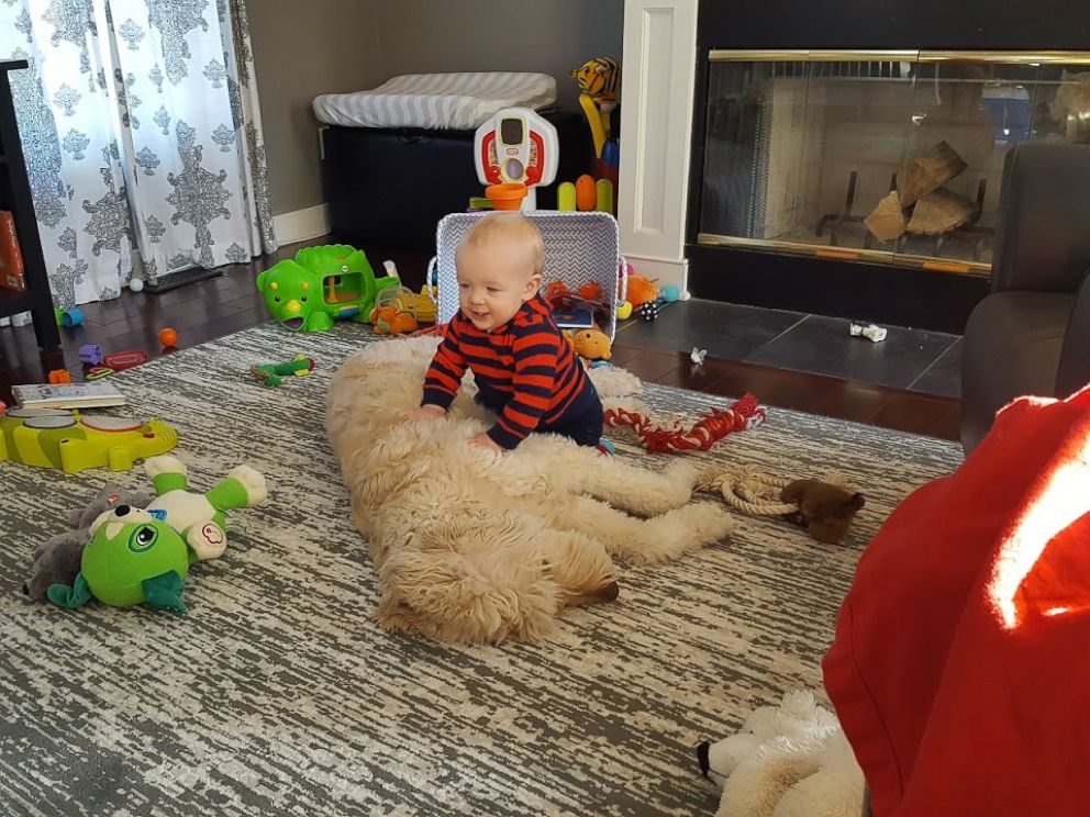 PHOTO: Little 11-month-old Oliver Whitlow and his fluffy, patient Goldendoodle Leo are best friends.