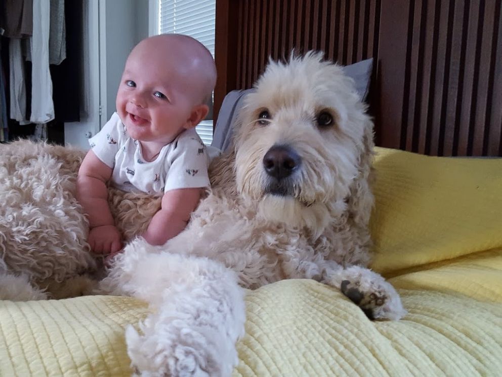 PHOTO: Little 11-month-old Oliver Whitlow and his fluffy, patient Goldendoodle Leo are best friends.
