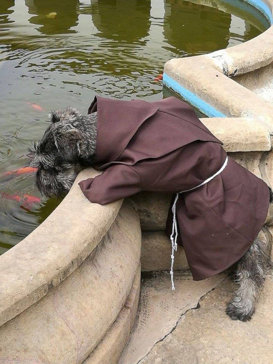 PHOTO: Friar Bigotón (Friar Moustache), a stray dog adopted by the St. Francis Monastery in Cochabamba, Bolivia, wears a habit just like his brothers.