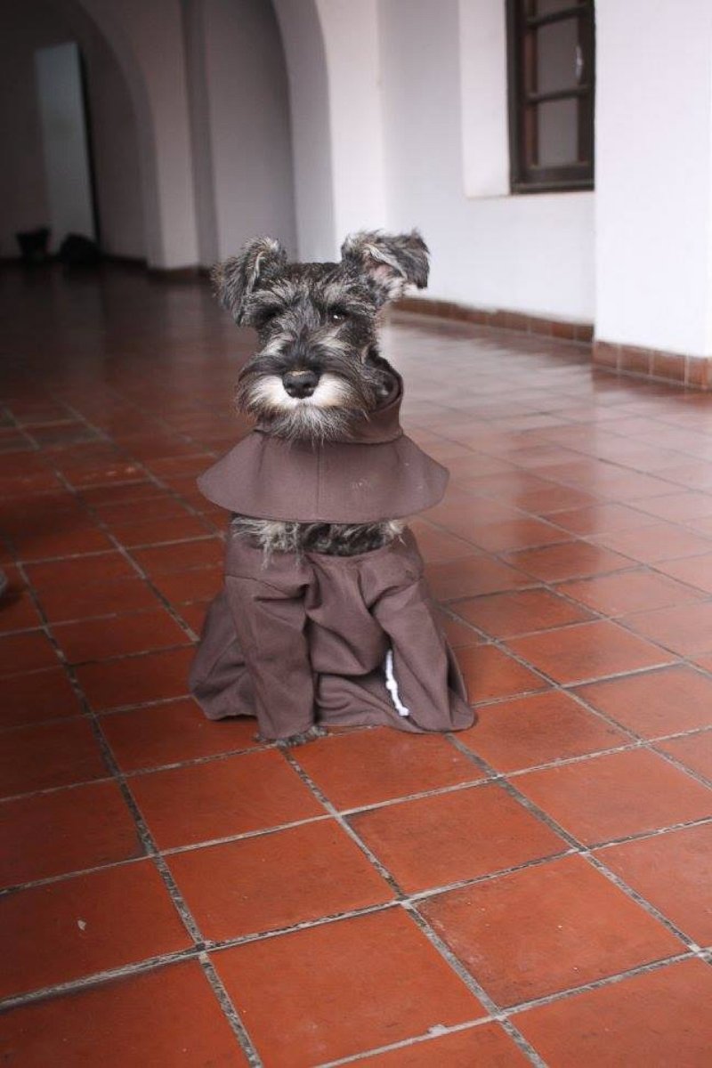 PHOTO: Friar Bigotón (Friar Moustache), a stray dog adopted by the St. Francis Monastery in Cochabamba, Bolivia, wears a habit just like his brothers.