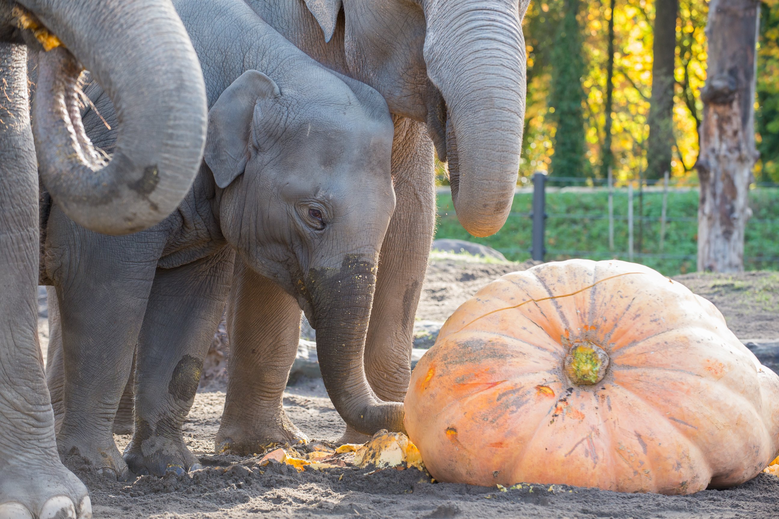 PHOTO: Elephants at the Oregon Zoo smashed pumpkins at the annual Squishing of the Squash to kick off the zoo's Halloween celebration.