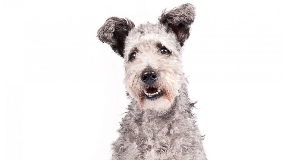 The "energetic" and "ready to work" Pumi breed was recently added to the American Kennel Club.