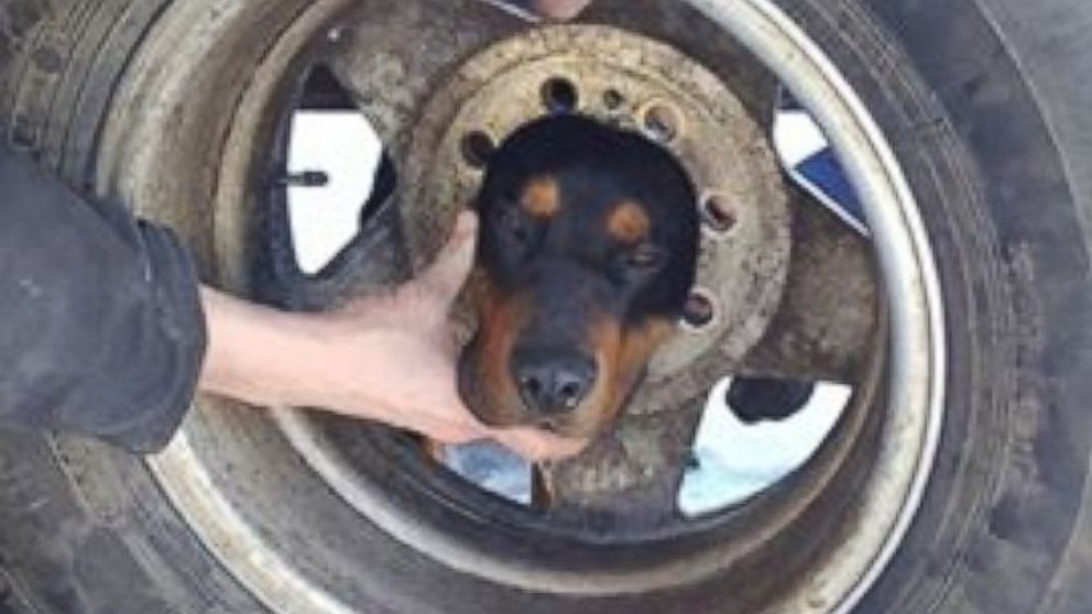  A crew from the Butte-Silver Bow Fire Department in Montana said it helped free a puppy that got its head stuck through the wheel of a tire, Jan. 30, 2017.
