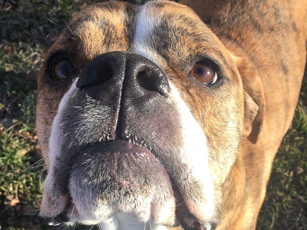 PHOTO: A dog named Rhino Lightning arrived at the Utah Humane Society with a 16-page owners manual written by an 8-year-old girl.