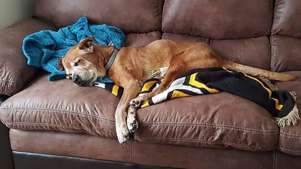 PHOTO: A 17-year-old Maryland shelter dog named Rocky was adopted by Beth and Michael Clark in 2015, and lived just long enough to welcome their child home last month.