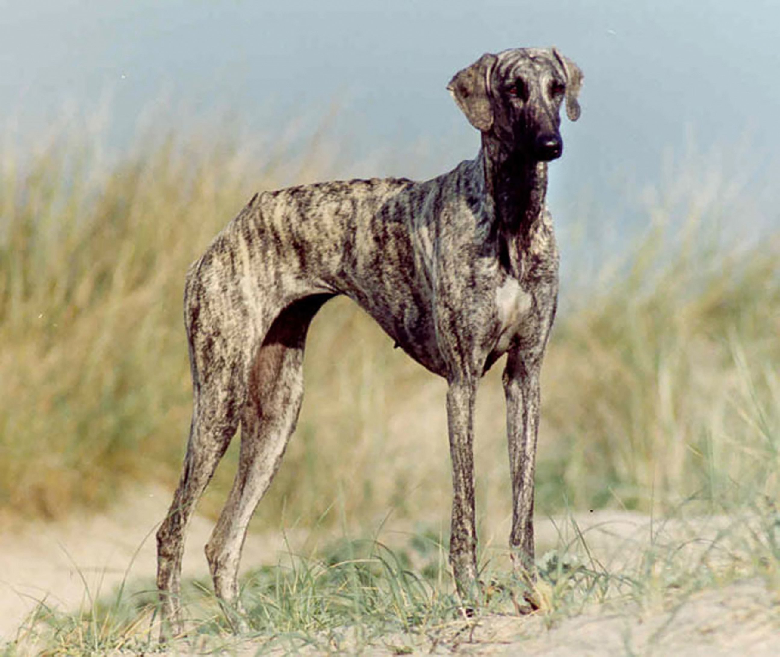 PHOTO: The new Westminster Kennel Club dog show eligible breed the Sloughi. 