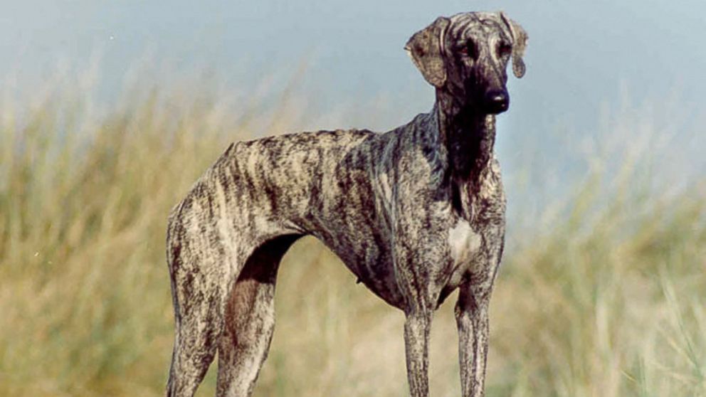 PHOTO: The new Westminster Kennel Club dog show eligible breed the Sloughi. 