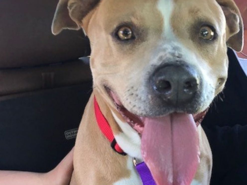 PHOTO: Paula Power and her family drove around 16 hours from Canada to California to adopt a 2-year-old pit bull they named Sophie.