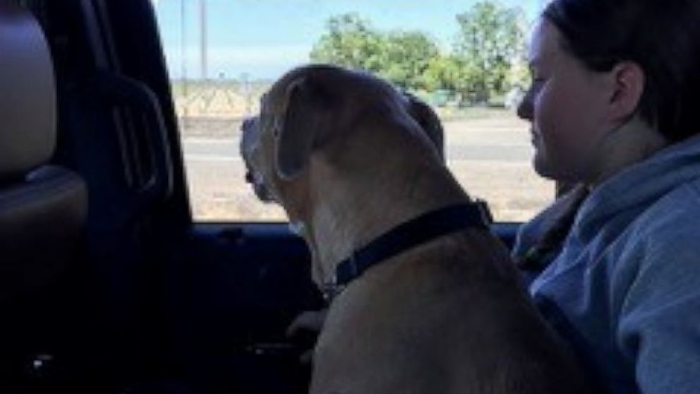 Paula Power and her family drove around 16 hours from Canada to California to adopt a 2-year-old pit bull they named Sophie.