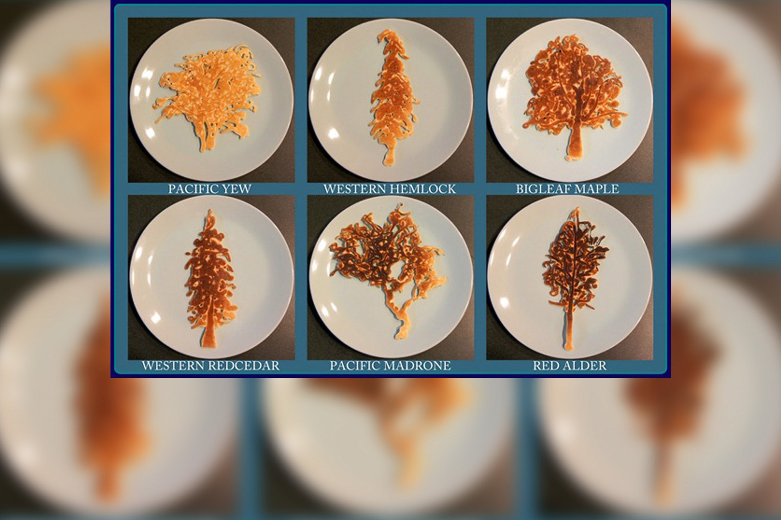 PHOTO: Various species of trees are portrayed in pancake art made by illustrator Nathan Shields for his children.