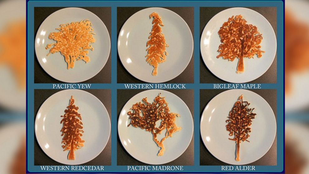 PHOTO: Various species of trees are portrayed in pancake art made by illustrator Nathan Shields for his children.