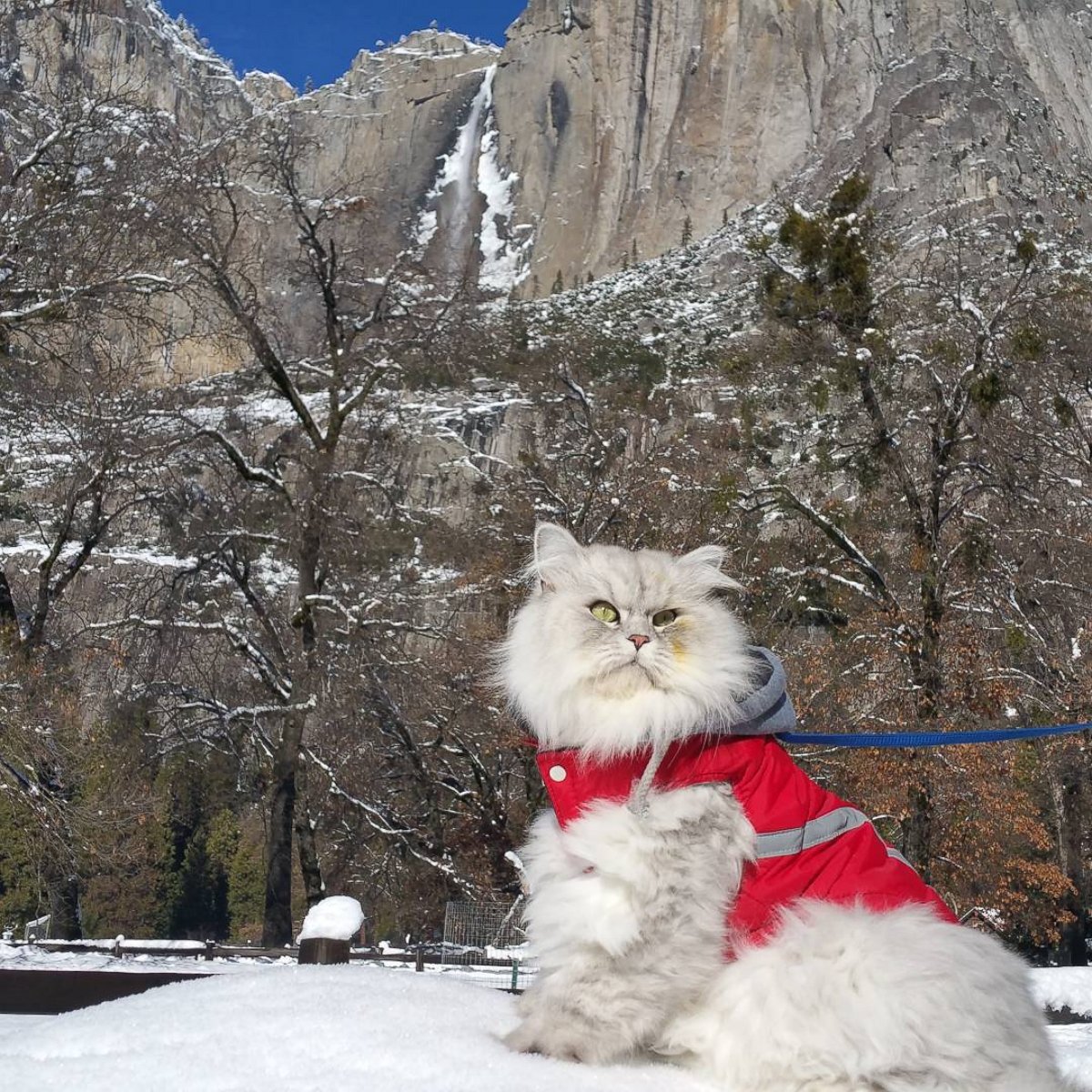 PHOTO: Gandalf the Majestic Cat Loves Traveling the World on His Leash