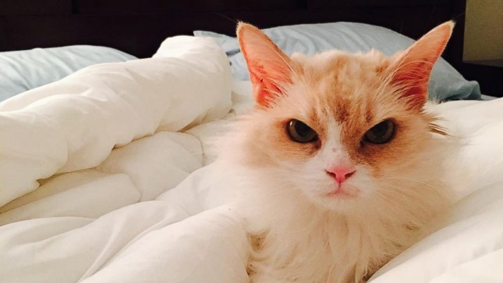 PHOTO: Fierce Feline Named 'Angry Pearl' Goes From Shelter to Viral Stardom