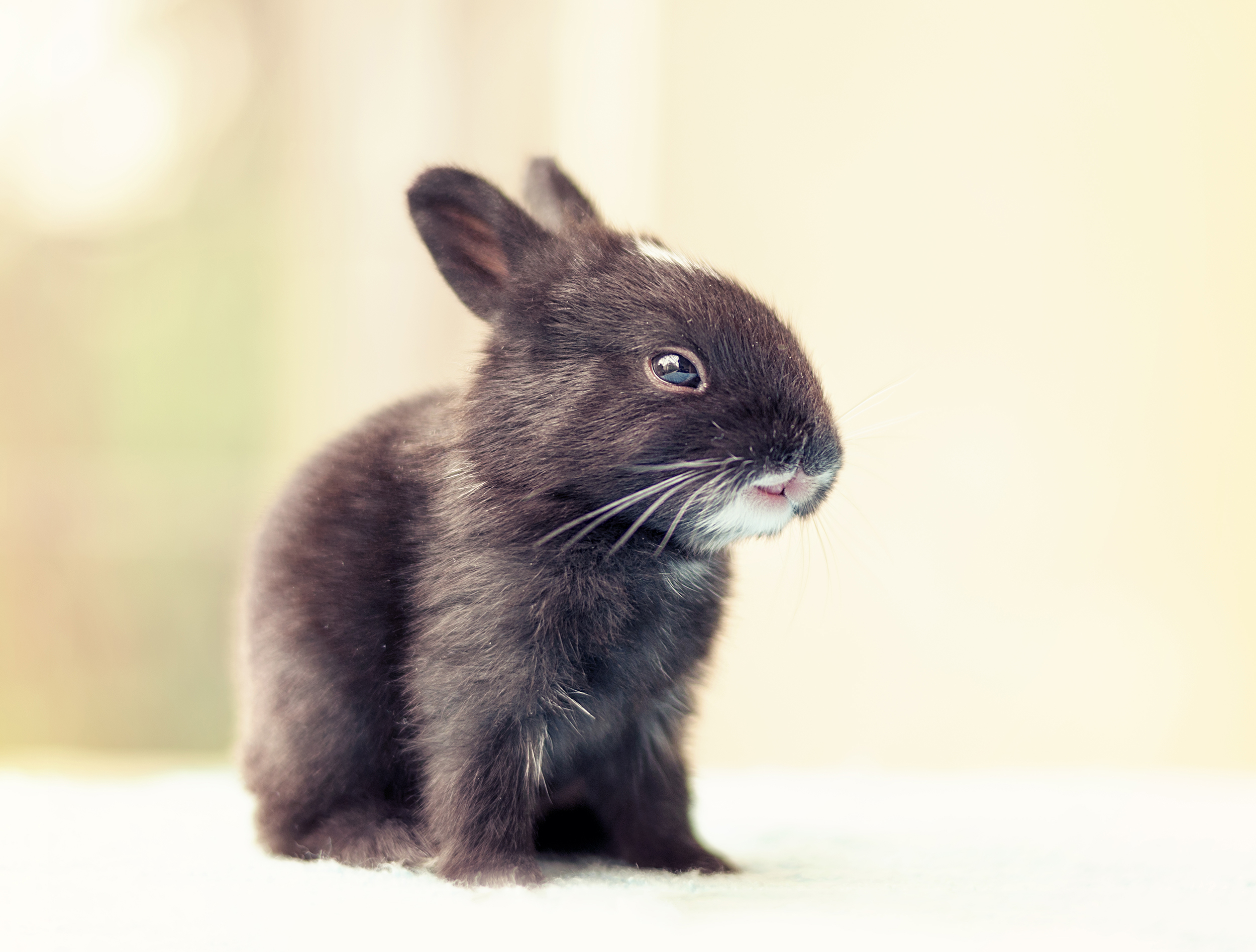 Bunny Photoshoot