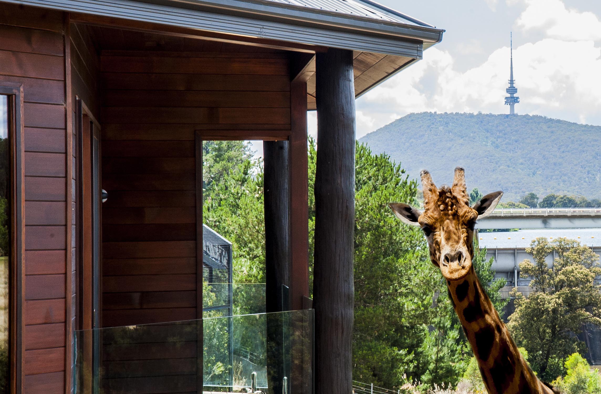 PHOTO: The Giraffe Treehouse is pictured. 