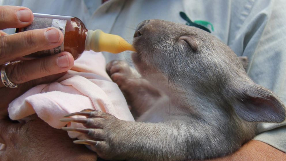 An orphaned baby wombat named "Chloe" feeds from a bottle at the Taronga Zoo in Sydney, Australia.