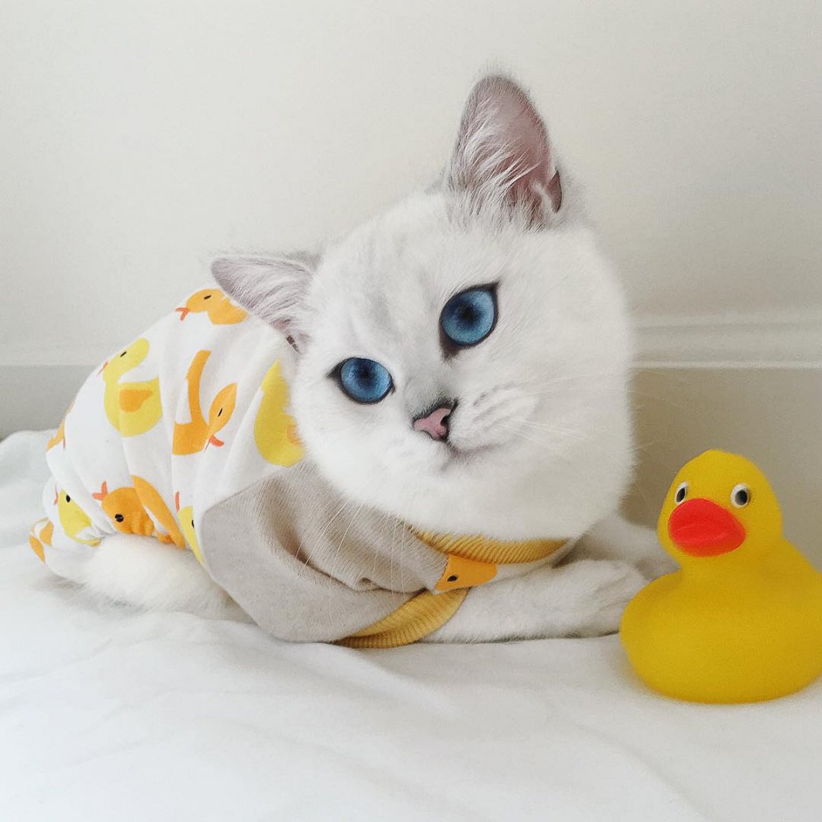 PHOTO: Majestic Cat With Blue-tiful Eyes Loves His Rubber Ducky