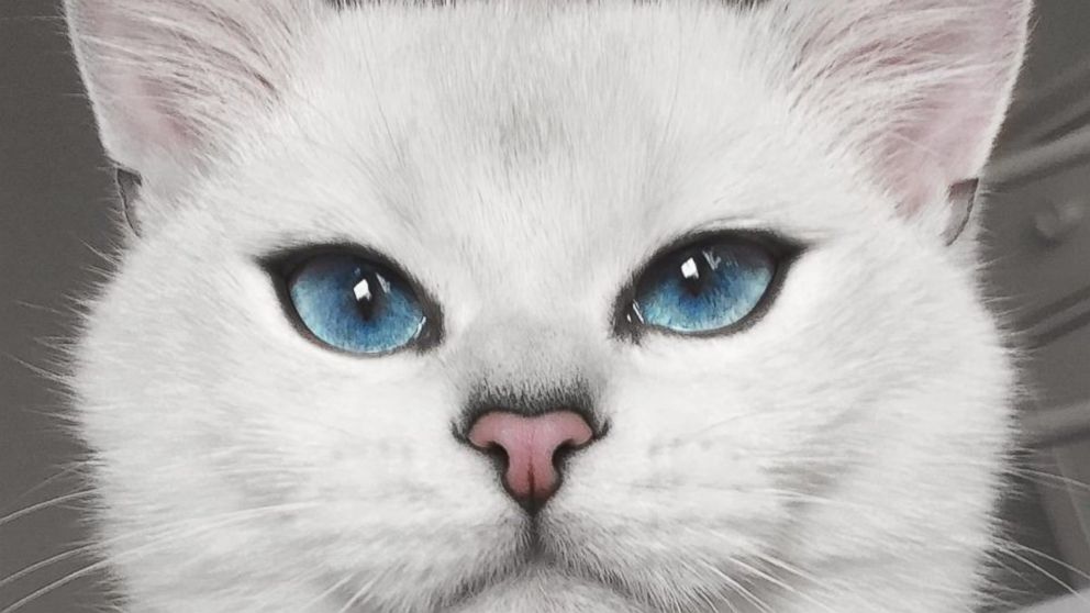 Majestic Cat Has the Most Blue-tiful Eyes You’ll Ever See