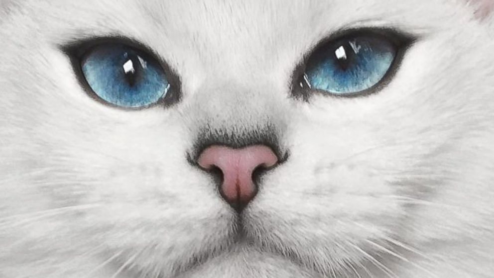 blue cat with blue eyes