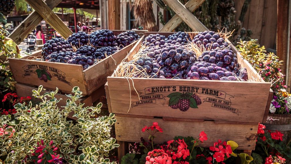 Boysenberries on display at Knott's Berry Farm