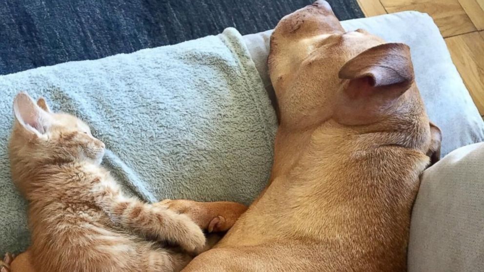 PHOTO: Rescued Pit Bull Treats His ‘Little Sister’ Kitten Like a Princess