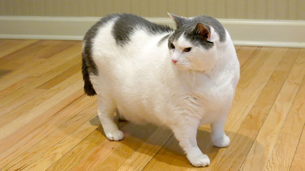 Fat Cat