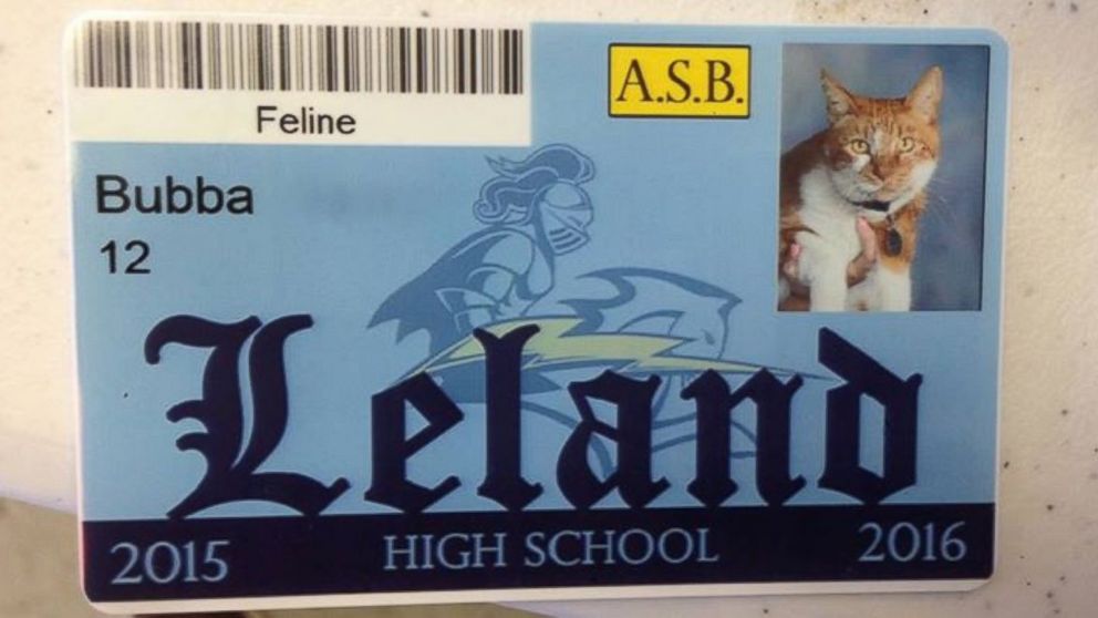 PHOTO: Bubba the cat is a well-known figure at Leland High School and Bret Harte Middle School in San Jose, California.
