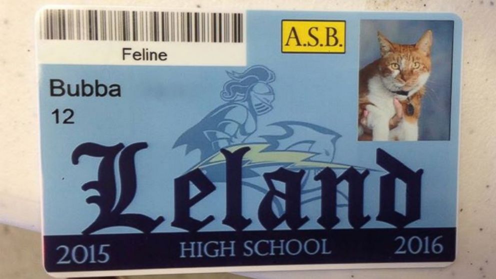 Bubba the cat is a well-known figure at Leland High School and Bret Harte Middle School in San Jose, California.
