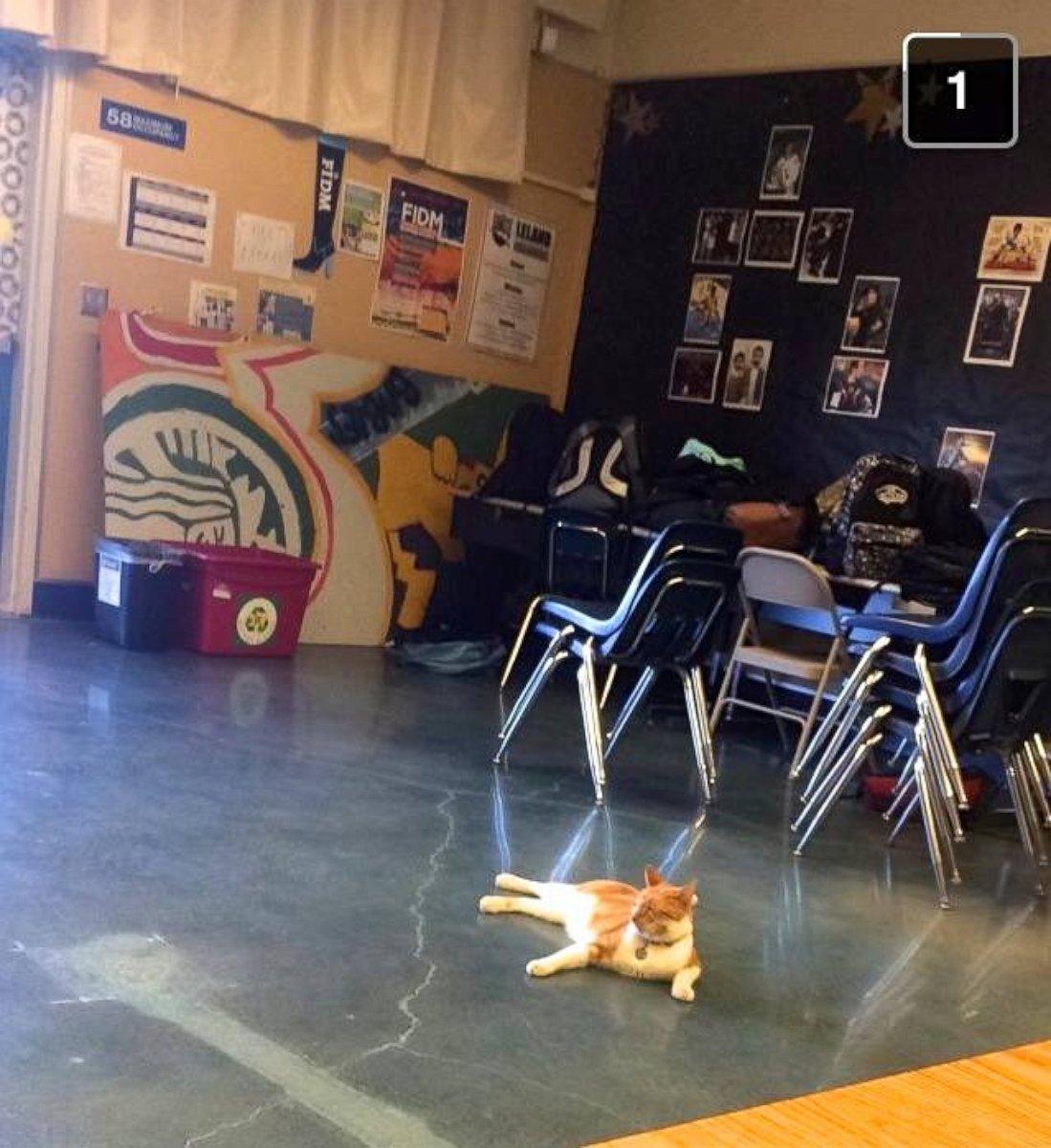 PHOTO: Bubba the cat is a well-known figure at Leland High School and Bret Harte Middle School in San Jose, California.