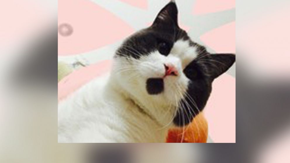 See the Cat That Looks Perpetually Surprised - ABC News