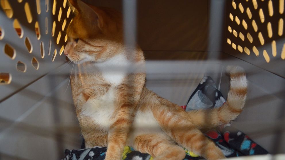 PHOTO: Kevin the cat was found in California 18 months after he went missing in South Carolina.