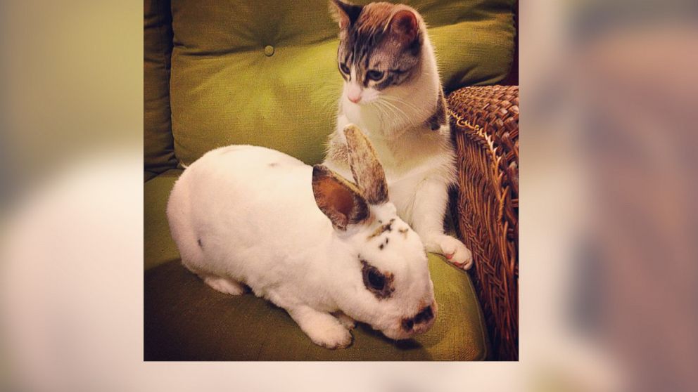 PHOTO: Roux the "bunny kitty" meets a real-life bunny rabbit. 