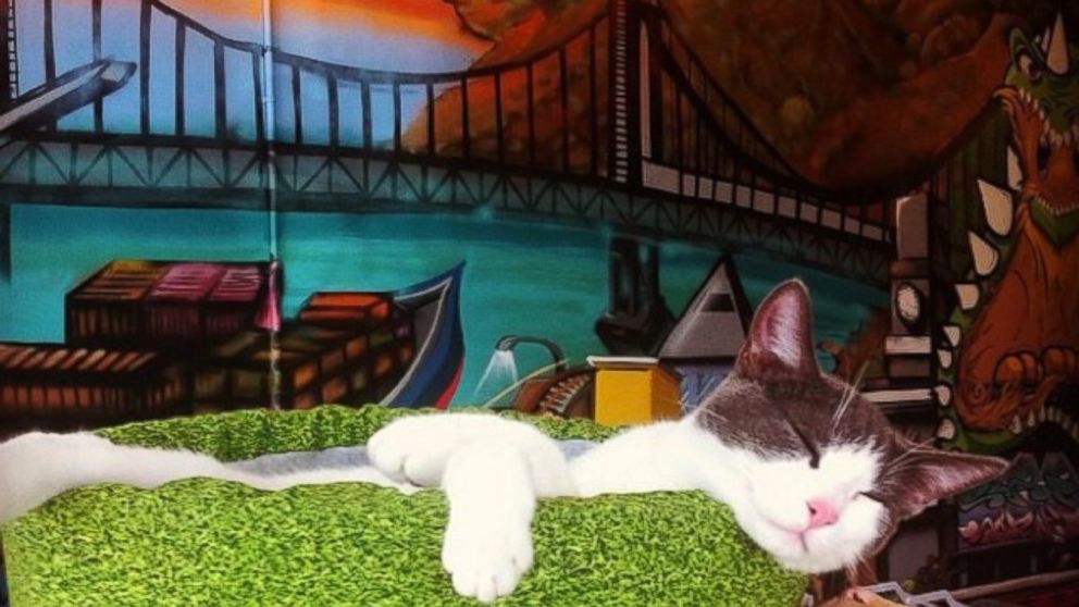 PHOTO: Cat Town Cafe serves up coffee and kitty snuggles.