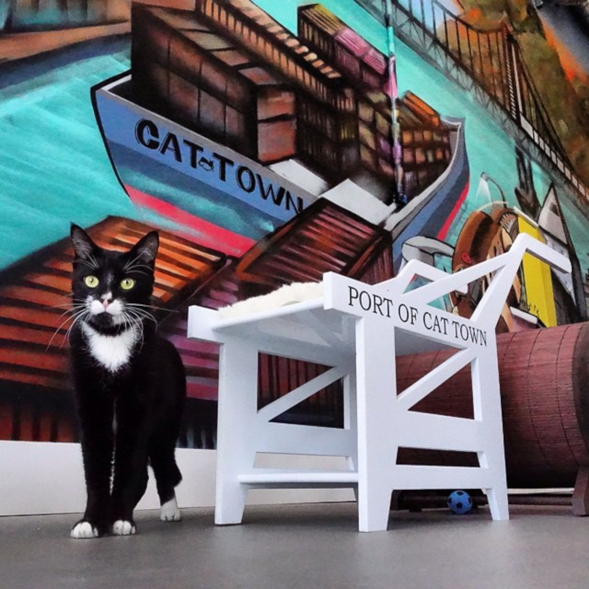 PHOTO: Cat Town Cafe serves up coffee and kitty snuggles.