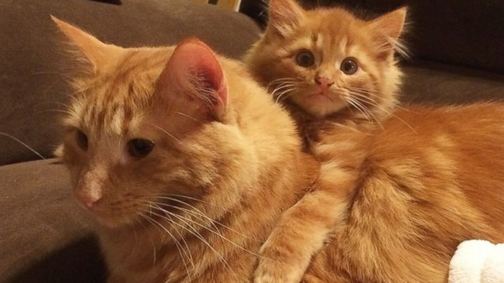 PHOTO: Cat and His Mini Doppelganger Are Adorable Twinning Purr-Fection
