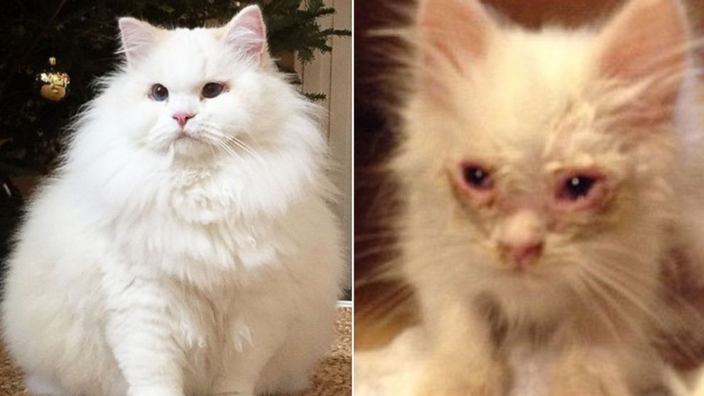 Silas the cat was nursed back to health by a Florida family and has become an Instagram star.