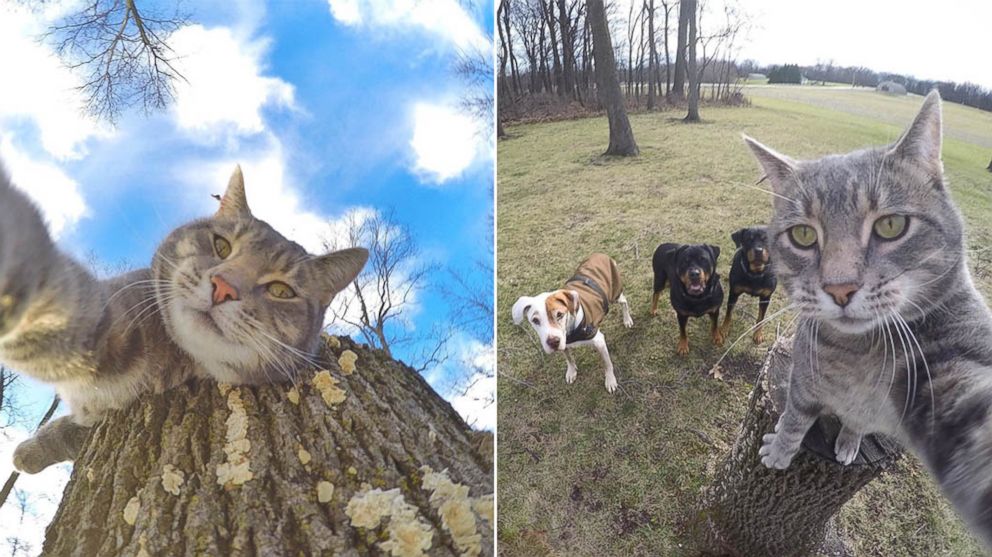 Manny the cat from northern Arizona, pictured here, is Instagram-famous for his selfies. 