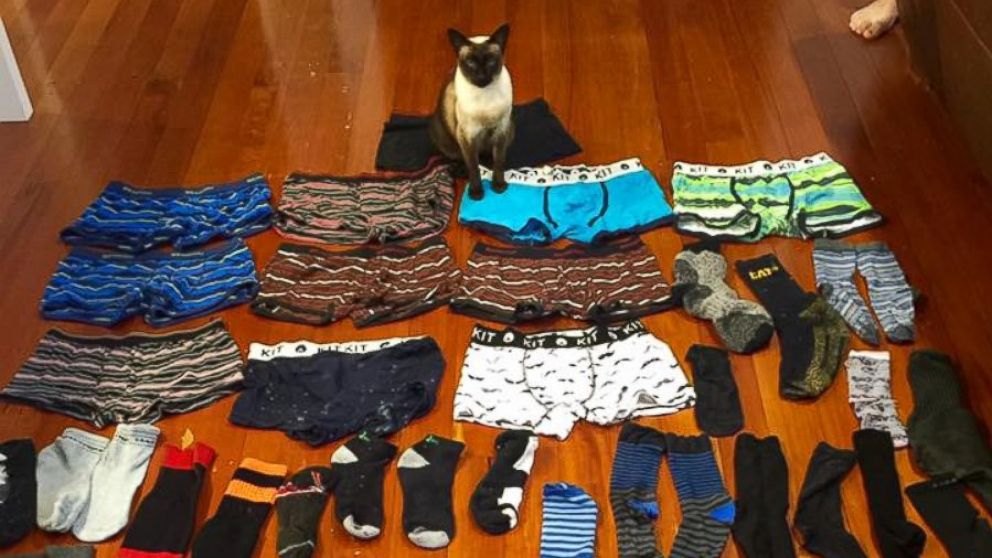 Real Life Cat Burglar Keeps Stealing Men's Underwear - ABC News