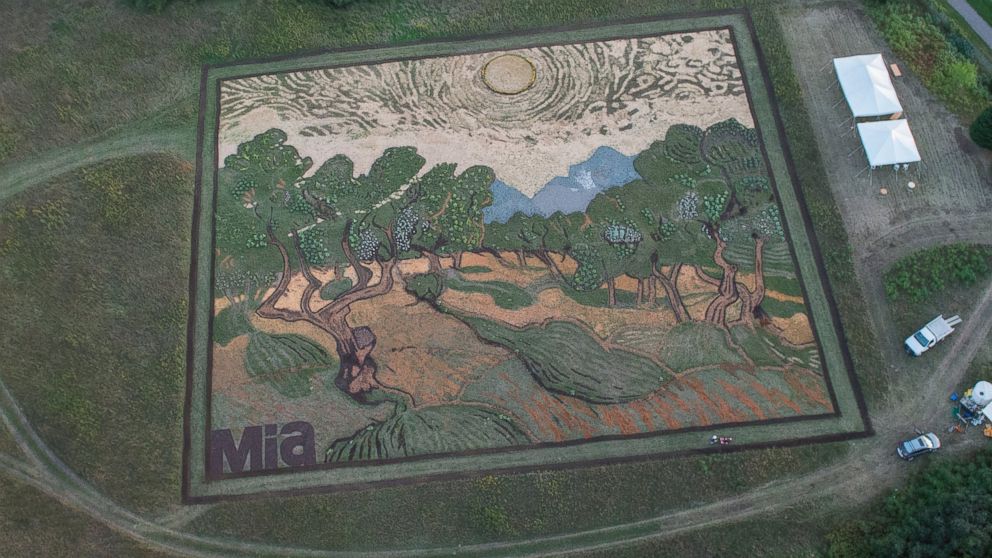 Crop artist Stan Herd recently finished a giant replica of Van Gogh's 1889 painting "Olive Trees" planted in Minneapolis.