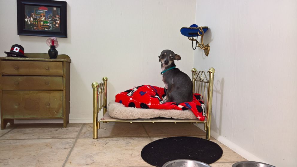 PHOTO: Chihuahua Has His Very Own Bedroom Under Woman’s Stairs With Bed, Oil Painting