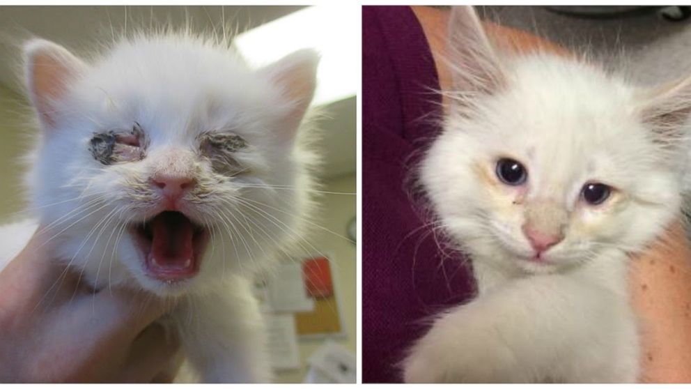 PHOTO: Jemmie the dog donated his blood to help this kitten with an eye infection pictured here in before-and-after photos, according to Sarah Varanini, a foster care coordinator at the Sacramento SCPA. 