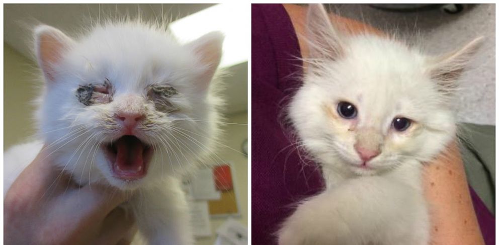 PHOTO: Jemmie the dog donated his blood to help this kitten with an eye infection pictured here in before-and-after photos, according to Sarah Varanini, a foster care coordinator at the Sacramento SCPA. 