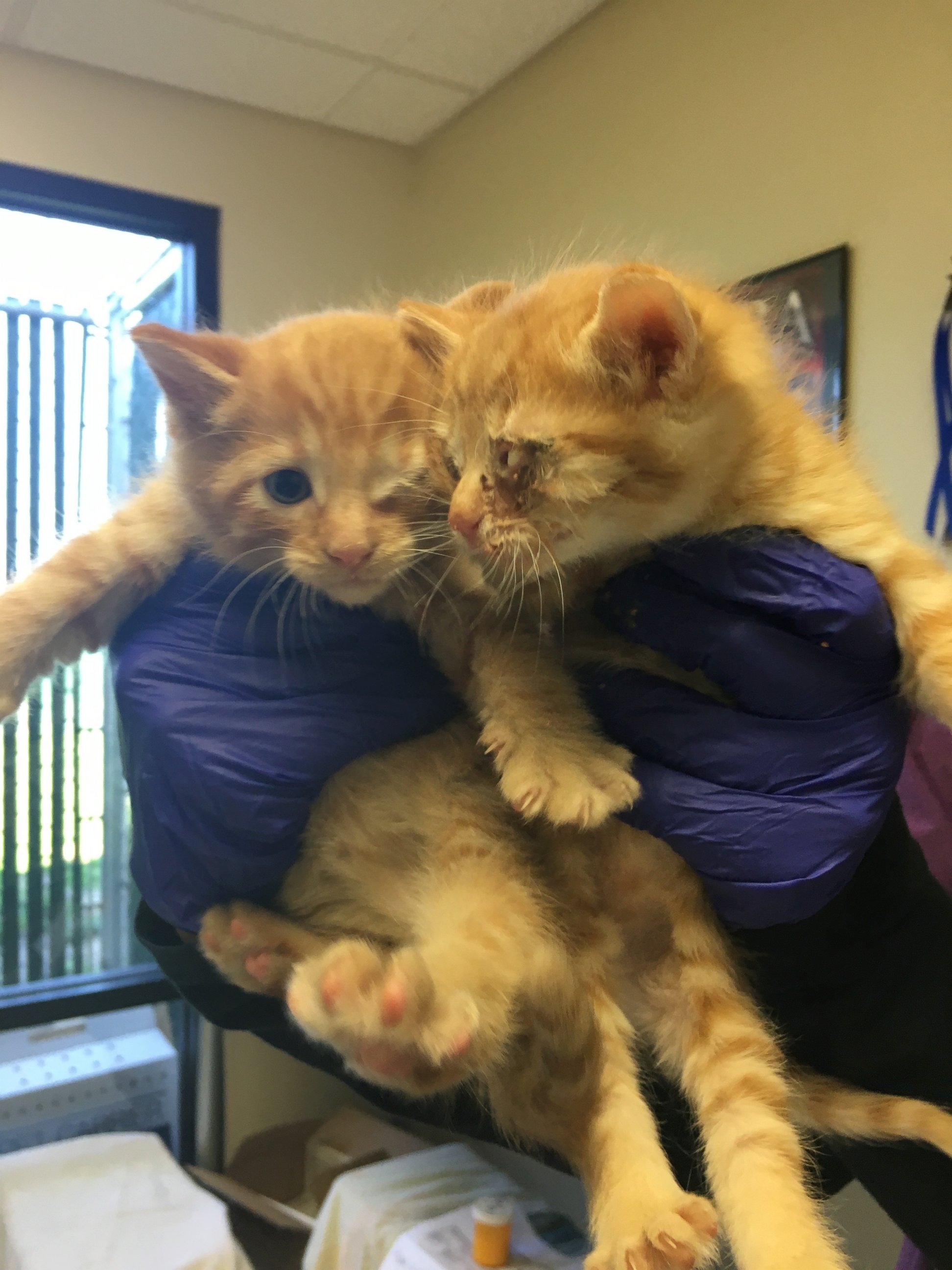 PHOTO: A Good Samaritan rescued two stray kittens suffering from eye injuries he found in his backyard to the Sacramento SCPA in late March of 2016, according to Sarah Varanini, a foster care coordinator at the shelter. 