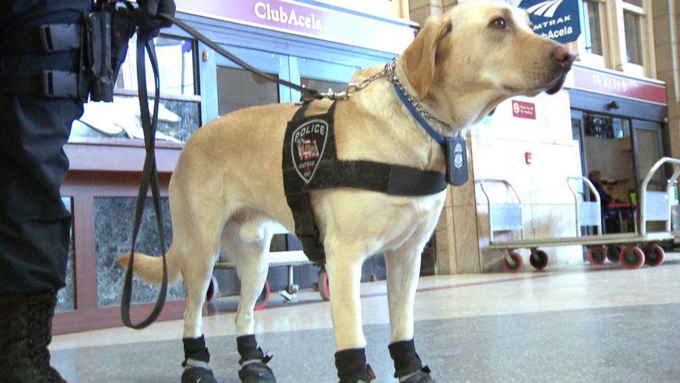 Amtrak canine Cruz was photographed wearing booties to protect his paws from the cold at Boston's South Station.