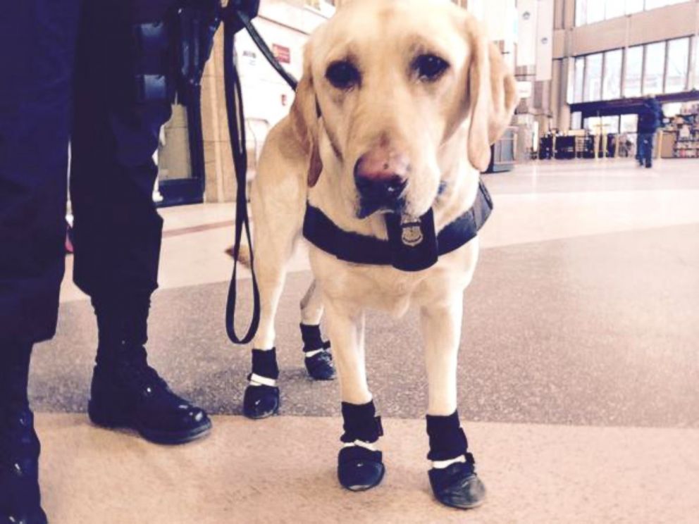 PHOTO: Amtrak canine Cruz was photographed wearing booties to protect his paws from the cold at Boston's South Station.